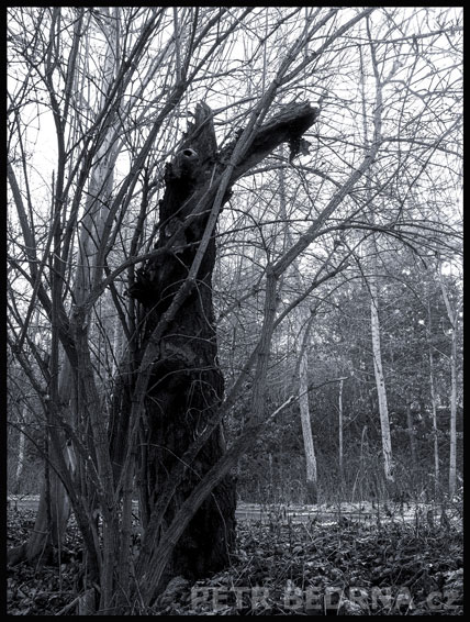 strom, Moula ve křoví, Praha, Divoká šárka, příroda, Česko