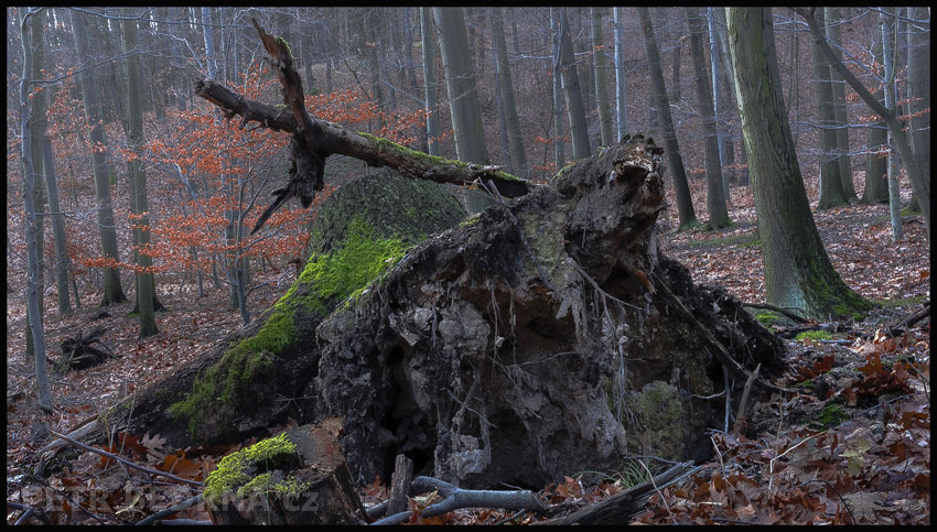 strom, Netvor a kořen proměna, Praha, Divoká šárka, příroda, Česko