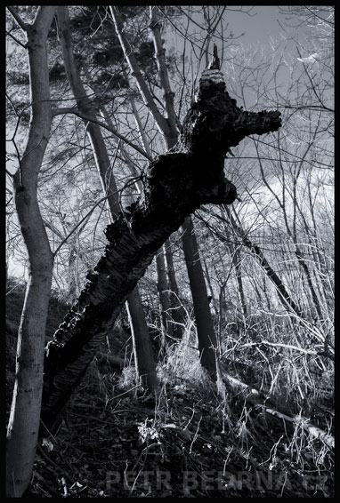 strom, Pahýl v kulichu, Praha, Divoká šárka, příroda, Česko