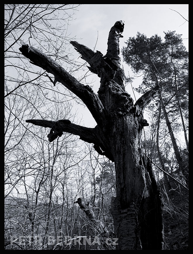 strom, Periskop, Praha, Divoká šárka, příroda, Česko