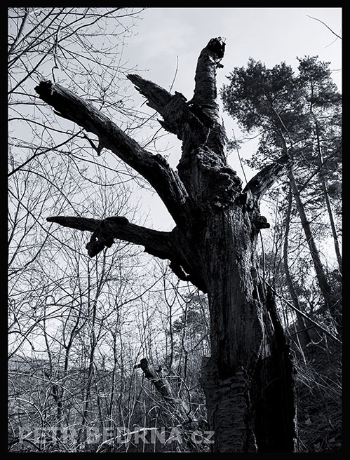 strom, Periskop, Praha, Divoká šárka, příroda, Česko