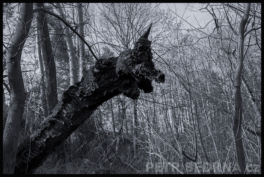 strom, Pes s opičkou na rameni, Praha, Divoká šárka, příroda, Česko