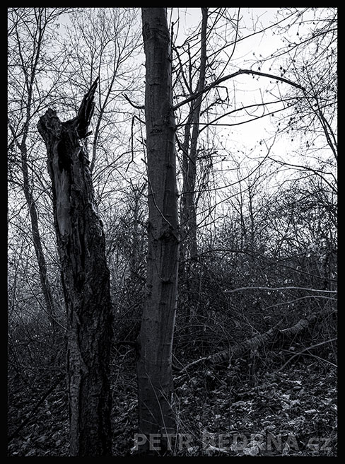 strom, Poslušný havran před autoritou, Praha, Divoká šárka, příroda, Česko