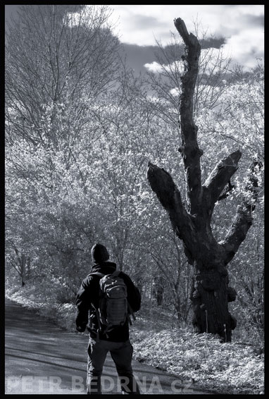 strom, Pozor! volavka obří., Praha, Divoká šárka, příroda, Česko