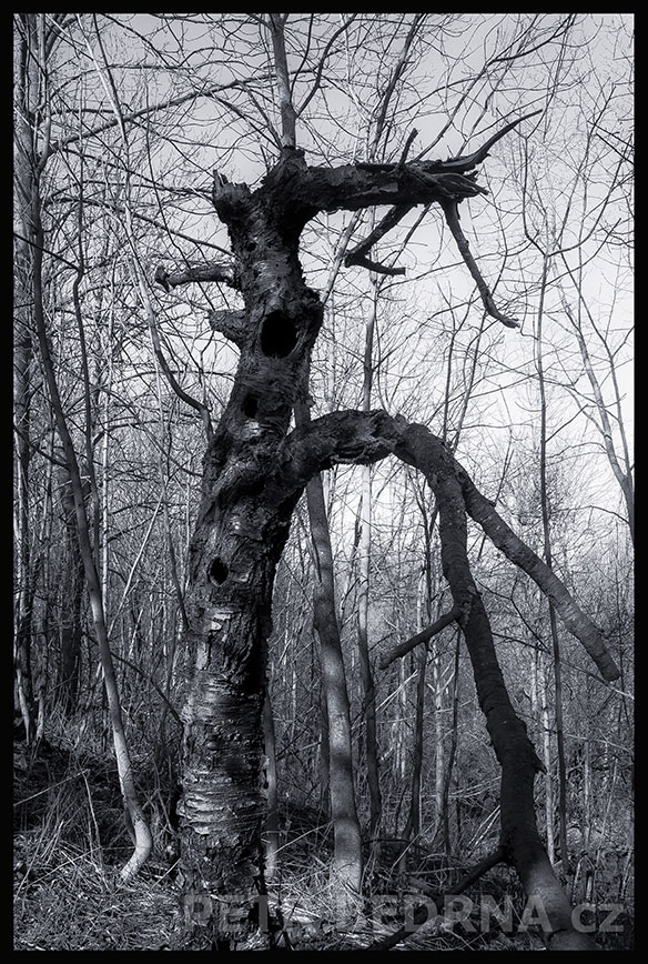 Strom pozorovatel, Praha, Divoká Šárka, krásné stromy, příroda, přírodní rezervace, podoba, Česko