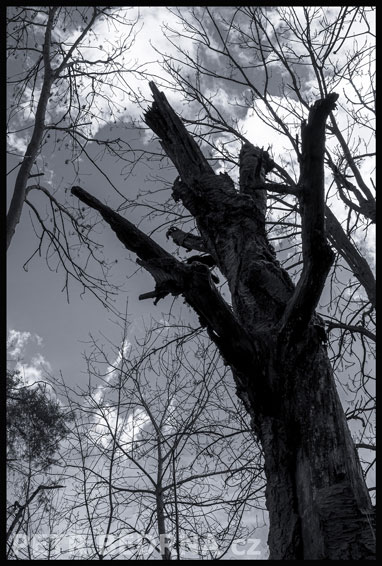 strom, Psíček s pařáty, Praha, Divoká šárka, příroda, Česko