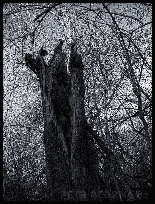 strom, Rozpolcený krkavec se dvěma mláďaty, Praha, Divoká šárka, příroda, Česko