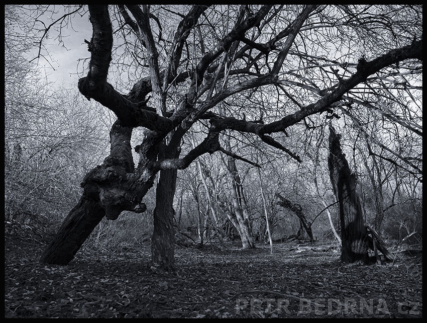strom, Rozzuřený býk v lesní aréně, Praha, Divoká šárka, příroda, Česko