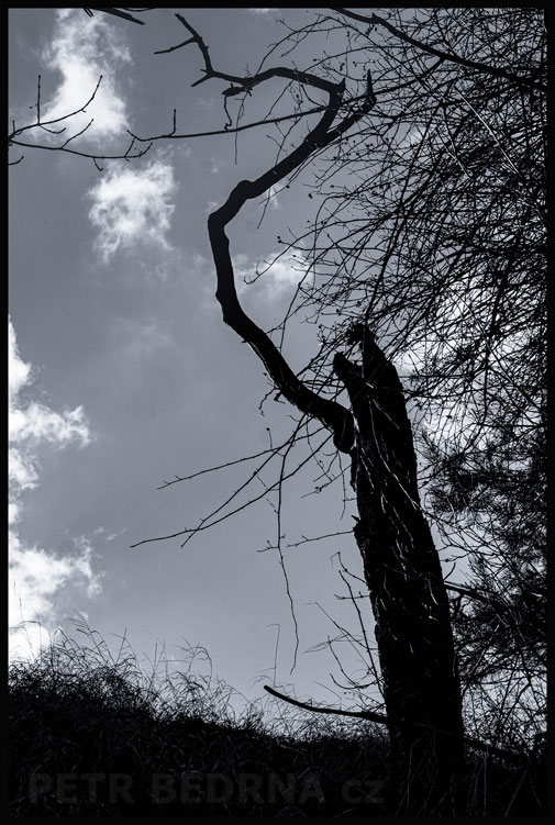 Strom s bičem v ruce, Praha, Divoká Šárka, krásné stromy, příroda, přírodní rezervace, podoba, Česko
