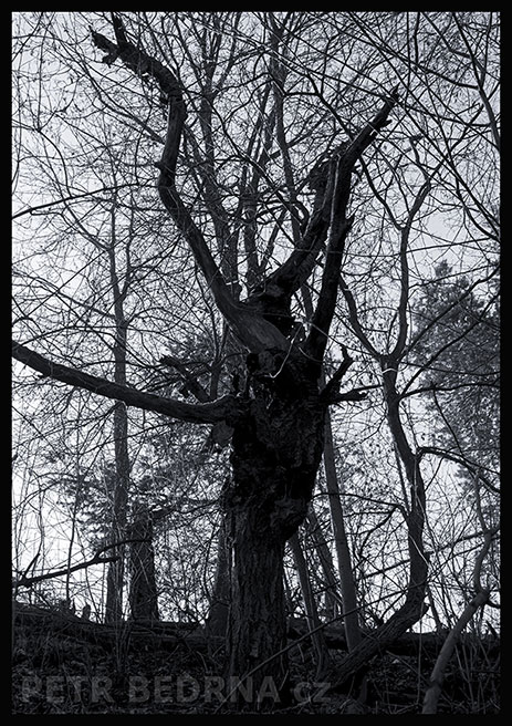 strom, S dlouhým chobotem i rukama, Praha, Divoká šárka, příroda, Česko