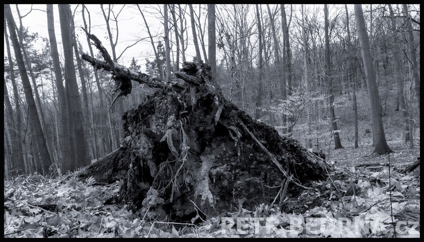 strom, Sup a kořen proměna, Praha, Divoká šárka, příroda, Česko
