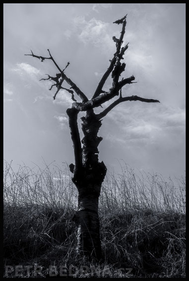 strom, Totem, Praha, Divoká šárka, příroda, Česko