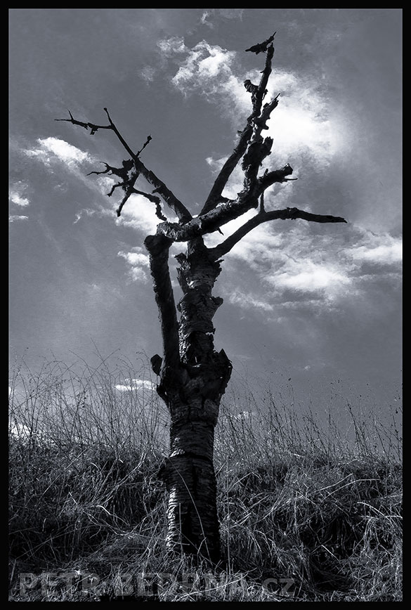 Strom totem v poli, Praha, Divoká Šárka, krásné stromy, příroda, přírodní rezervace, podoba, Česko