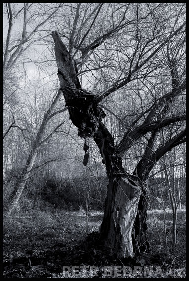 strom, Trpitel, koupaliště Džbán, Praha, Divoká šárka, příroda, Česko