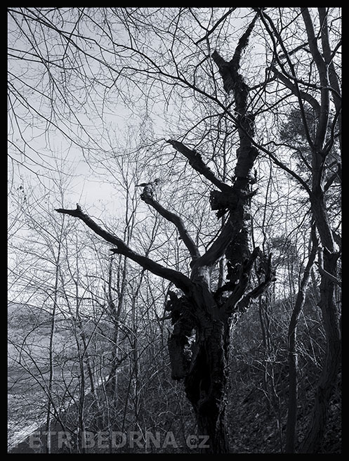 strom, Trsajicí rošťák, Praha, Divoká šárka, příroda, Česko