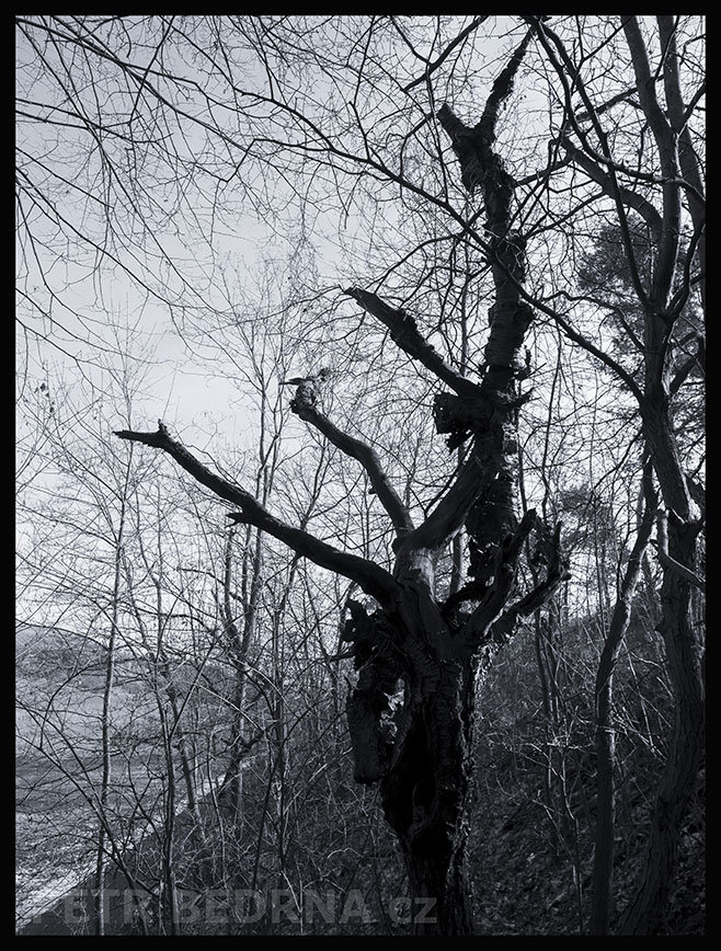 Strom turista na vyhlídce, Praha, Divoká Šárka, krásné stromy, příroda, přírodní rezervace, podoba, Česko