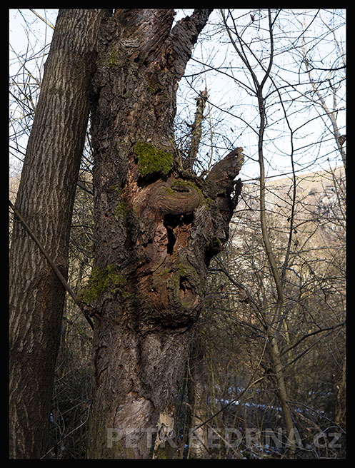 strom, Vysmátý stařec, Praha, Divoká šárka, příroda, Česko