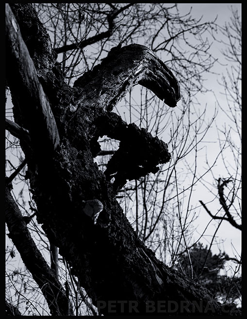 strom, Zoban, Praha, Divoká šárka, příroda, Česko