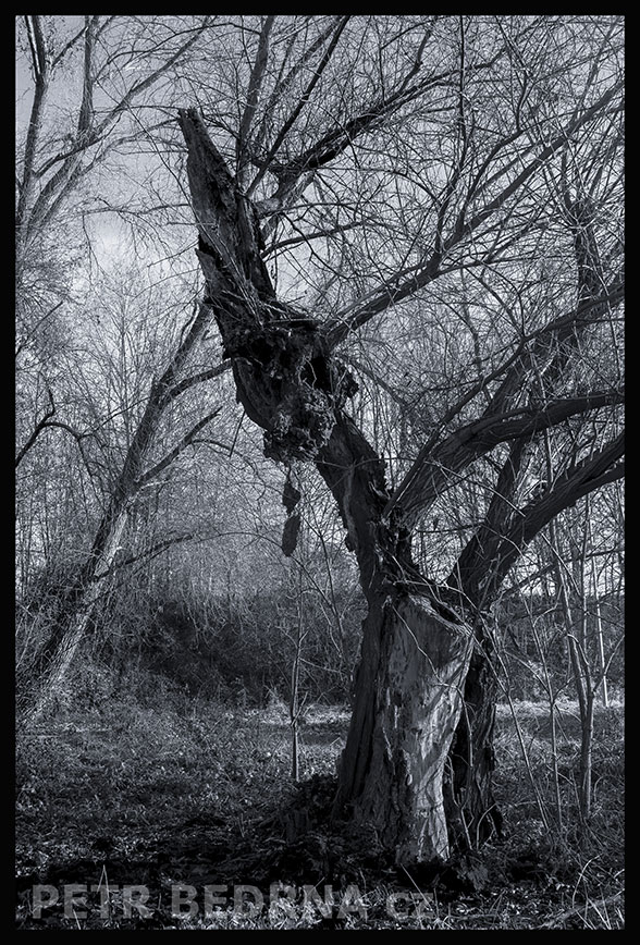 Strom zoufalec, Praha, Divoká Šárka, krásné stromy, příroda, přírodní rezervace, podoba, Česko