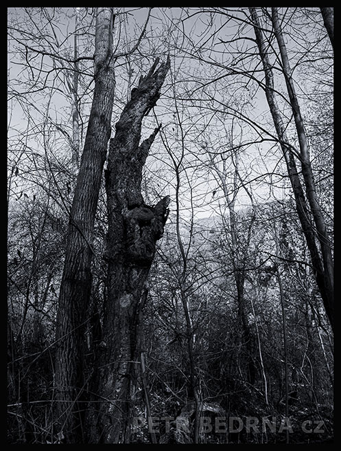 strom, Zubatec velký, Praha, Divoká šárka, příroda, Česko