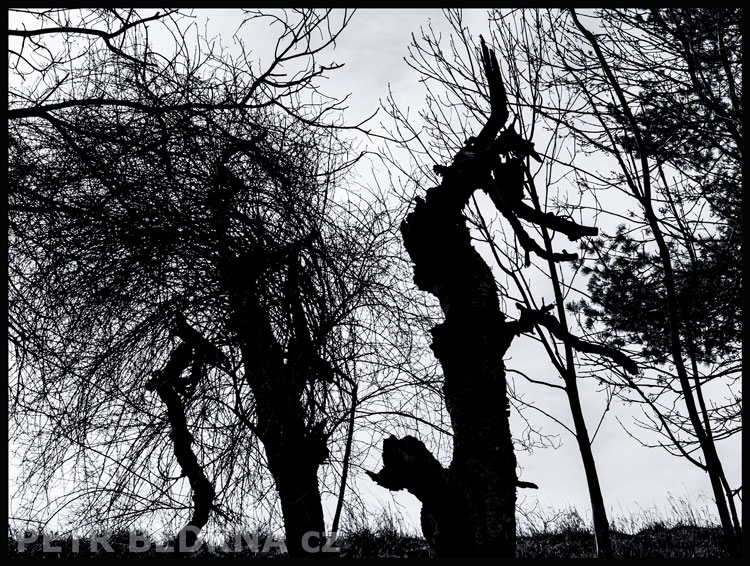 stromy, Dva koníci, Praha, Divoká šárka, příroda, Česko