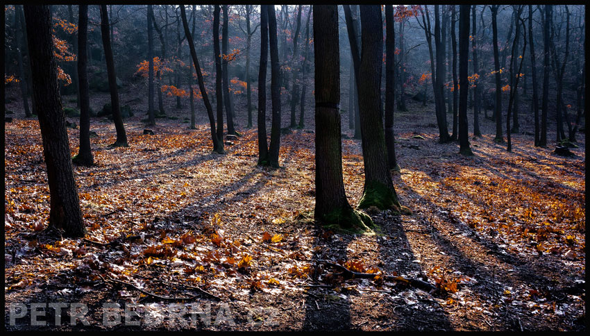 stromy, Modrý les, Praha, Divoká šárka, příroda, Česko