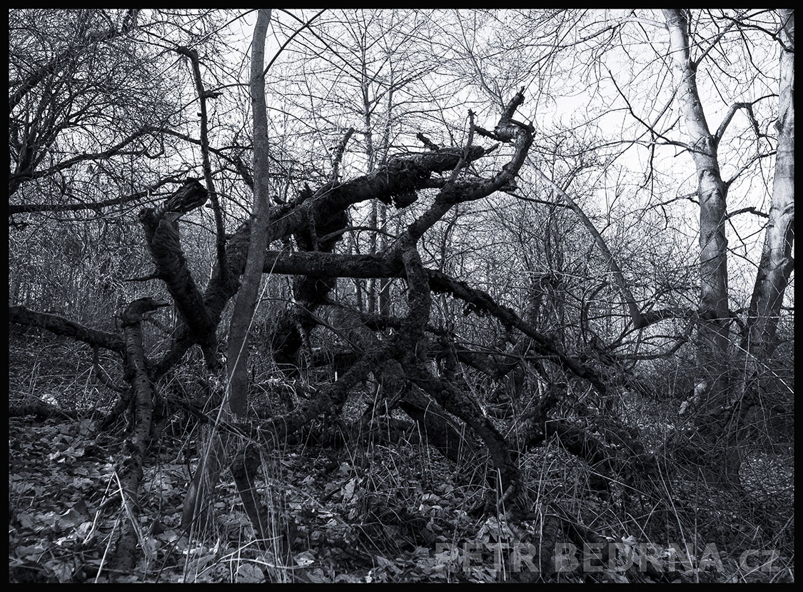 stromy, Rvačka hubeňourů, Praha, Divoká šárka, příroda, Česko