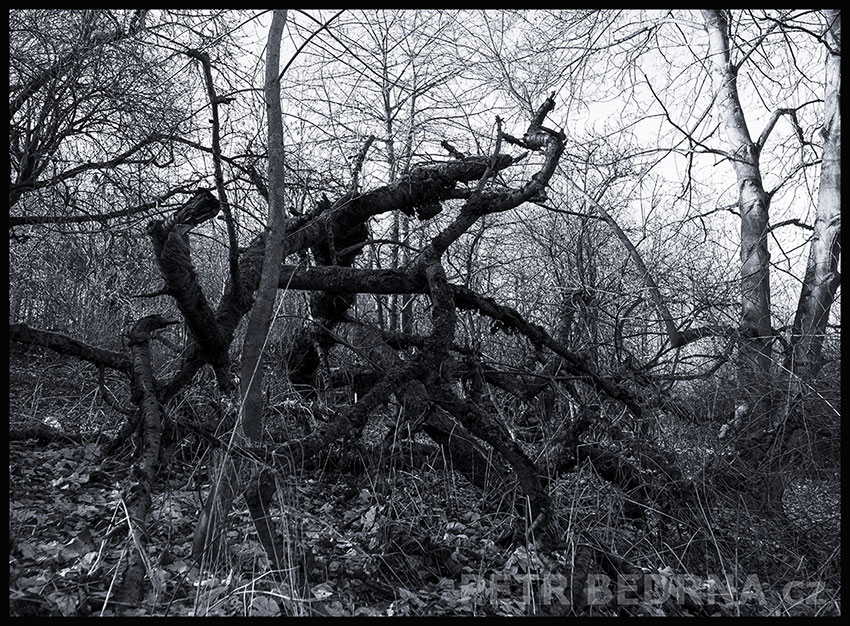 stromy, Rvačka, Praha, Divoká šárka, příroda, Česko