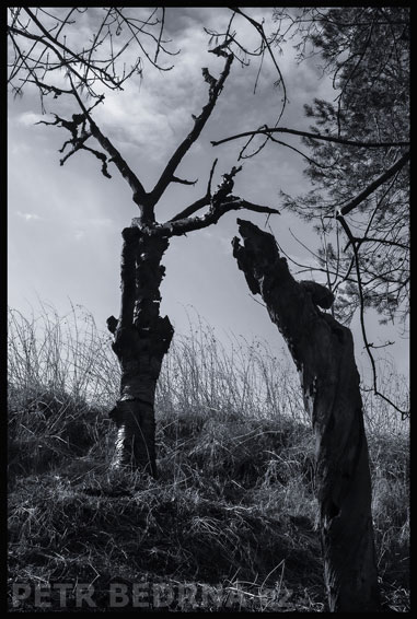 stromy, Těžká domluva, Praha, Divoká šárka, příroda, Česko