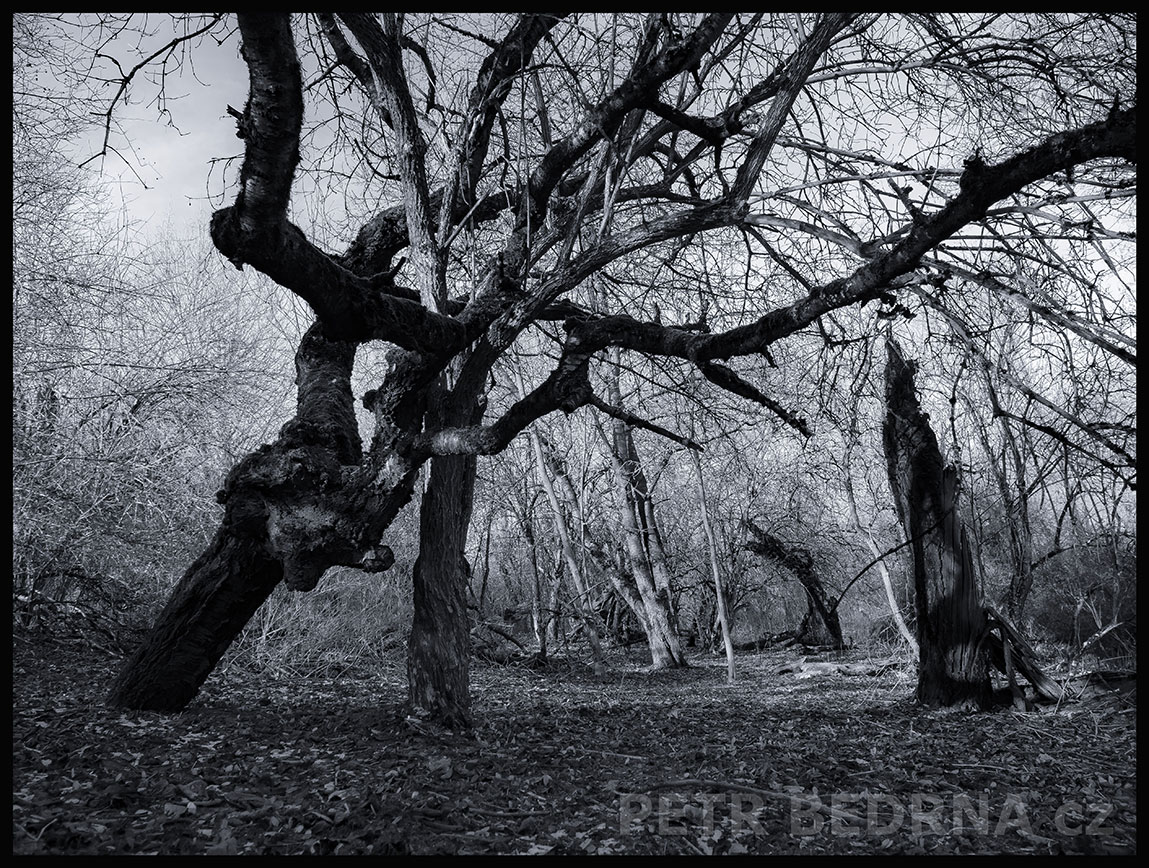 Tři černé stromy mezi ostatními, Praha, Divoká Šárka, krásné stromy, les, přírodní rezervace, podoba, Česko