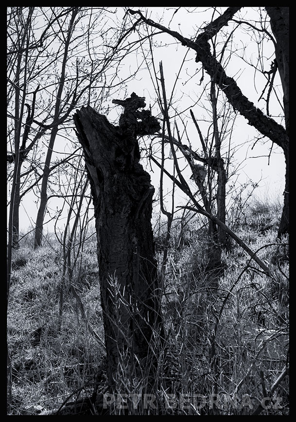 Vane vitr z polí, dědeček se holí, Praha, Divoká Šárka, stromy, přírodní rezervace, podoba, Česko