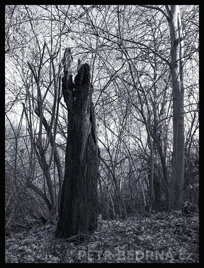 Věštkyně nad šáreckým údolím, Praha, Divoká Šárka, krásné stromy, příroda, přírodní rezervace, podoba, Česko