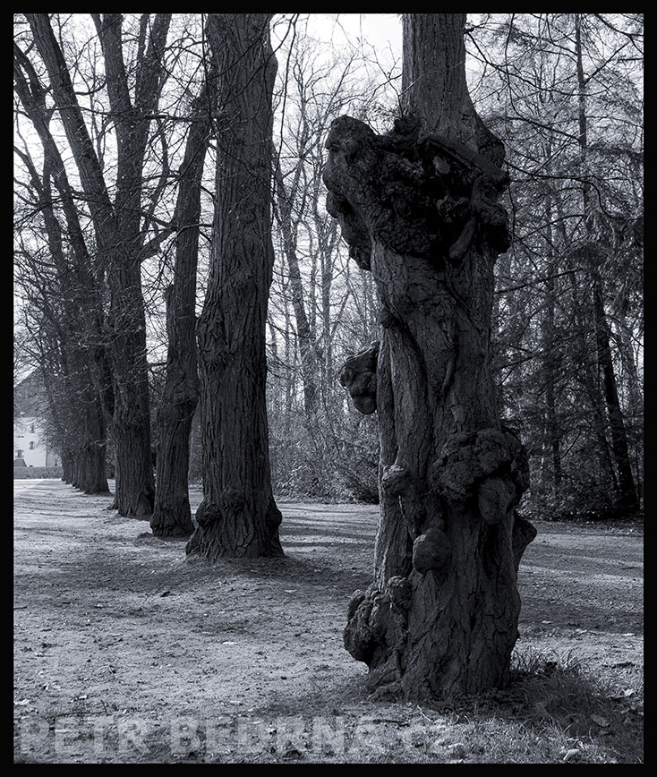 Hafan stojí v pozoru, Praha, obora Hvězda, krása, příroda, les, významná přírodní památka, podoba, Česko