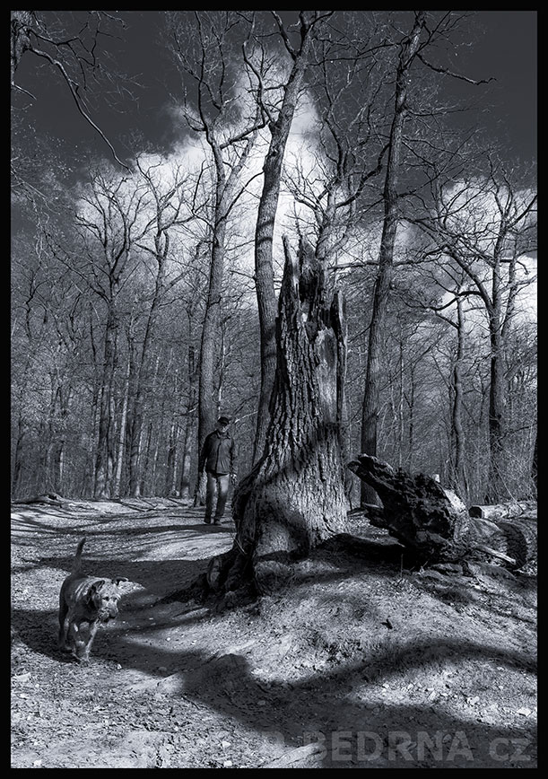 Krokodýl číhá za dubem, Praha, obora Hvězda, krása, příroda, les, významná přírodní památka, podoba, Česko