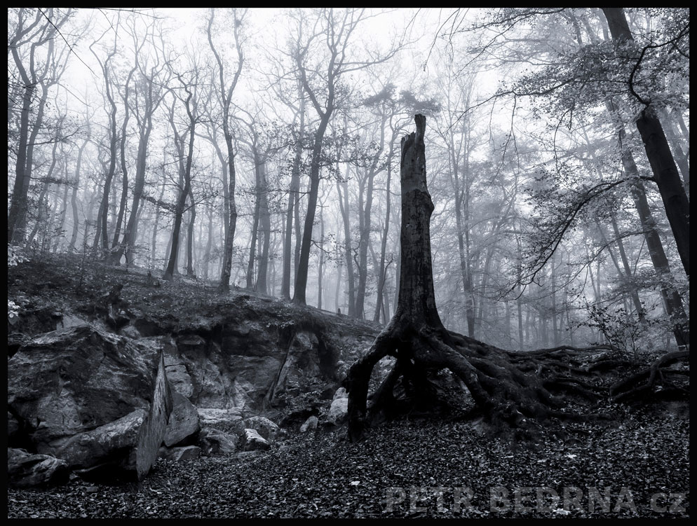 Nafrněný strom s vlečkou, Praha, obora Hvězda, les, mlhový opar, významná přírodní památka, podoba, Česko