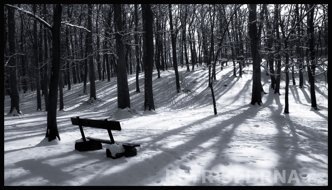Osamělá lavicka v lese, Praha, obora Hvězda, krása, příroda, les, významná přírodní památka, podoba, Česko