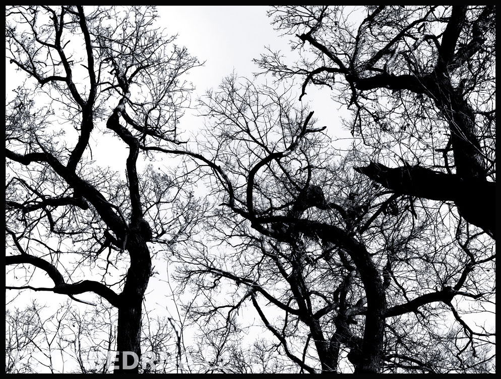 Pražská divočina, stromy, Praha, obora Hvězda, krása, les, příroda, významná přírodní památka, podoba, Česko