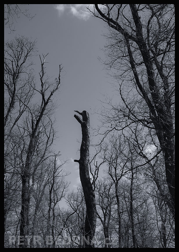 Strom - bez názvu, Praha, obora Hvězda, krása, příroda, les, významná přírodní památka, podoba, Česko