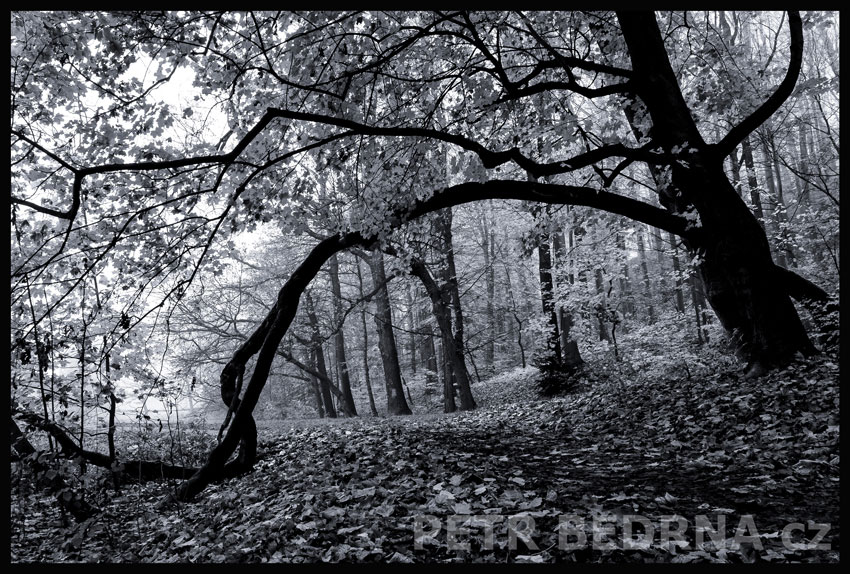 strom, Brána, Praha, obora Hvězda, příroda, Česko