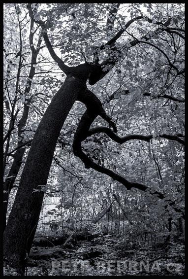 strom, Býček útočí., Praha, obora Hvězda, příroda, Česko