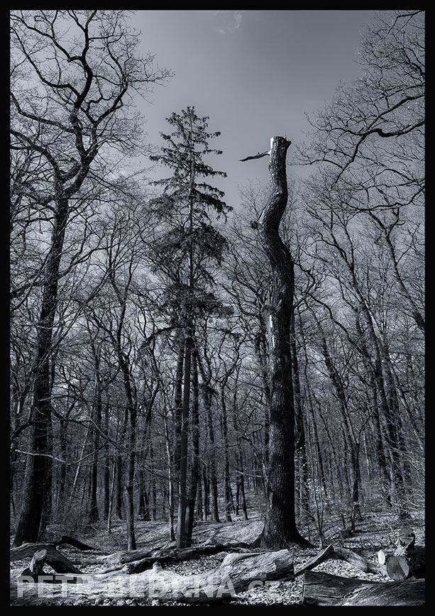 Strom datel, Praha, obora Hvězda, krása, příroda, les, významná přírodní památka, podoba, Česko
