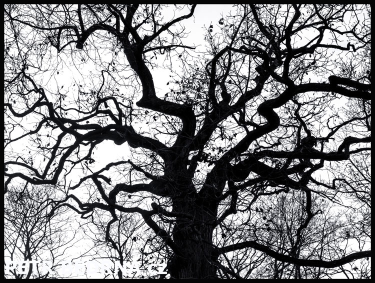 strom, Dračí struktura, Praha, obora Hvězda, příroda, Česko