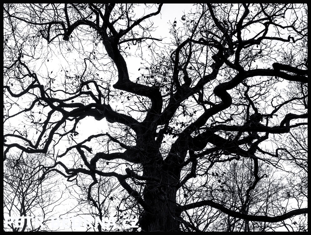 strom, Dračí struktura, Praha, obora Hvězda, příroda, významná přírodní památka, Česko