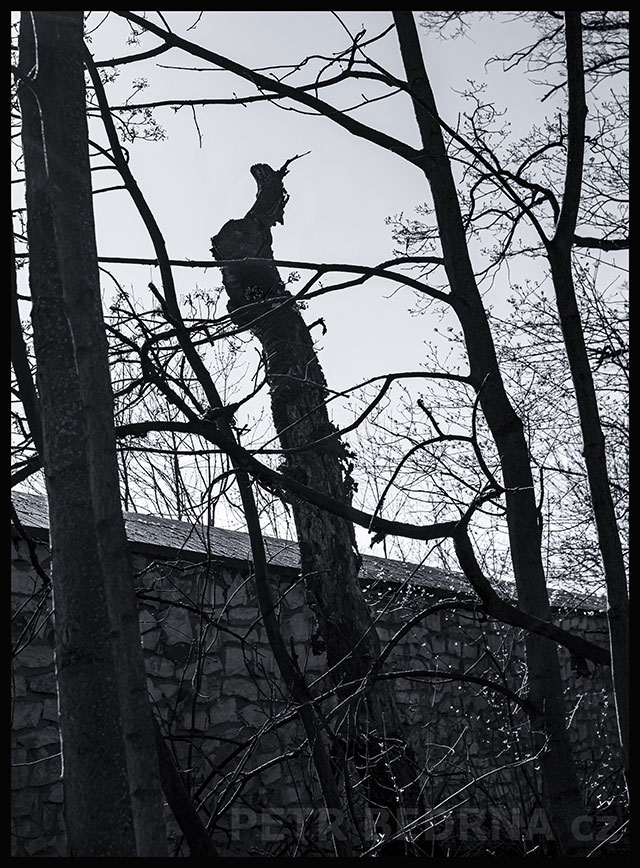 Strom elegntně opřený o památnou zeď, Praha, obora Hvězda, krása, příroda, les, přírodní památka, Česko