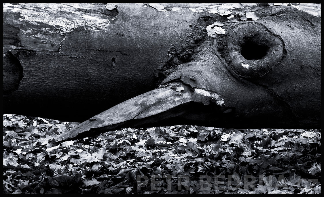 strom, Havran, Praha, obora Hvězda, příroda, významná přírodní památka, Česko