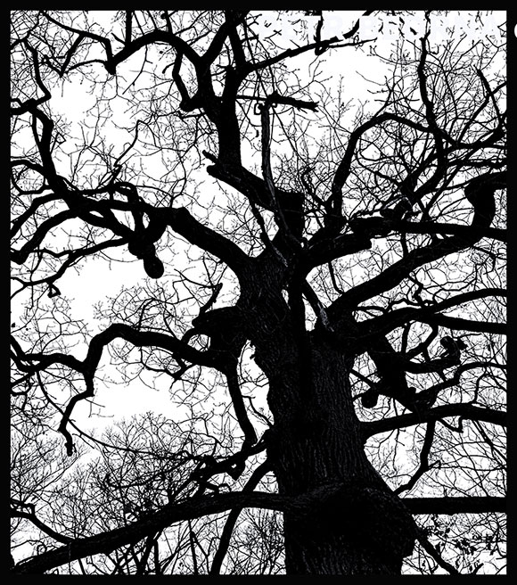 strom, Kachní struktura, Praha, obora Hvězda, příroda, Česko