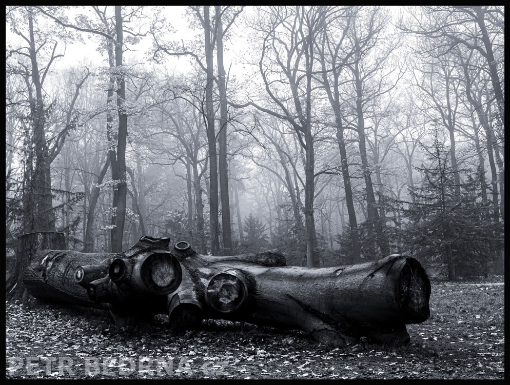 strom, Ležící spící, Praha, obora Hvězda, příroda, les, významná přírodní památka, Česko