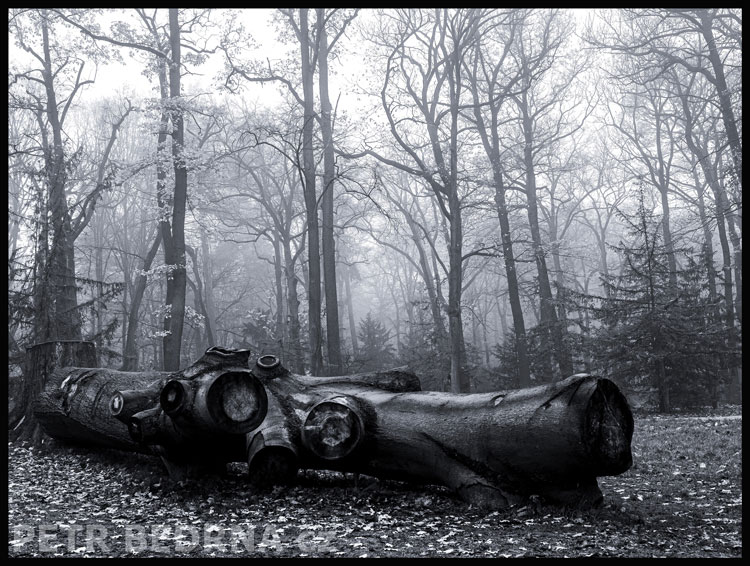 strom, Ležící spící, Praha, obora Hvězda, příroda, les, Česko