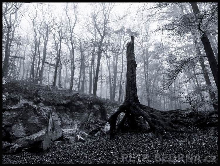 strom, Nafrněný strom s vlečkou, Praha, obora Hvězda, příroda, les, mlhový opar, Česko