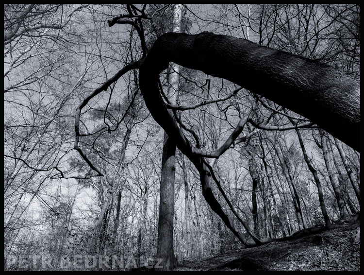 strom, Nezlomný tanečník, Praha, obora Hvězda, příroda, les, Česko